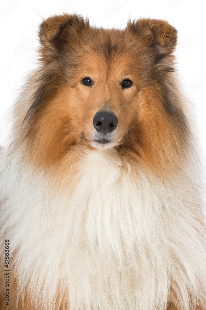 Collie Collie