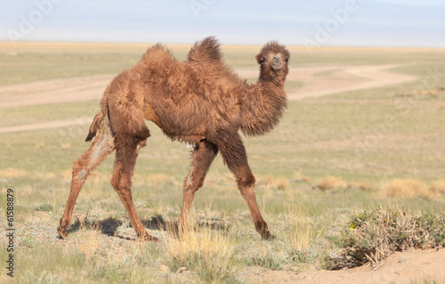 Small white camel