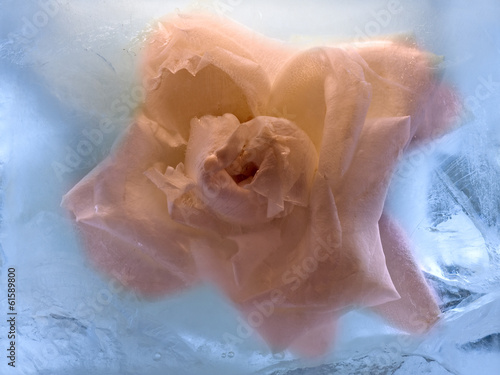 Background of rosa flower frozen in ice