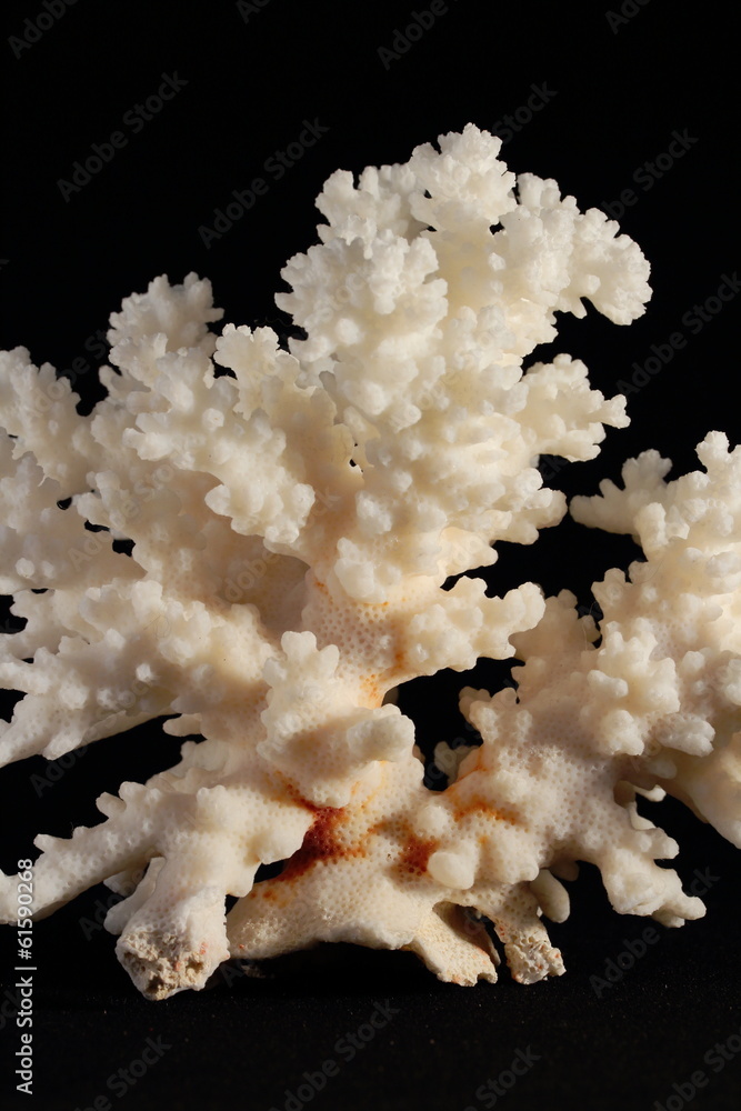 coral skeleton isolated on black coral skeleton isolated on black