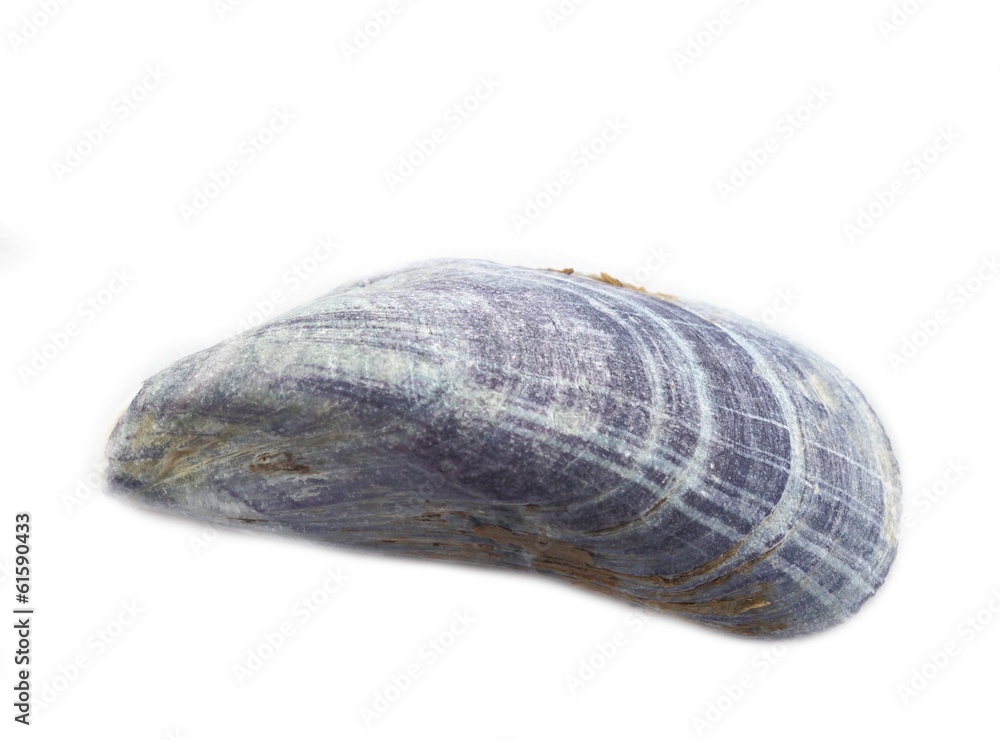 Mytilus spec. sea shell on white Mytilus spec. sea shell on white