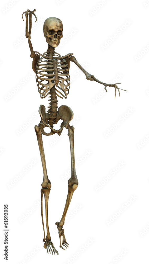 Human Skeleton Human Skeleton
