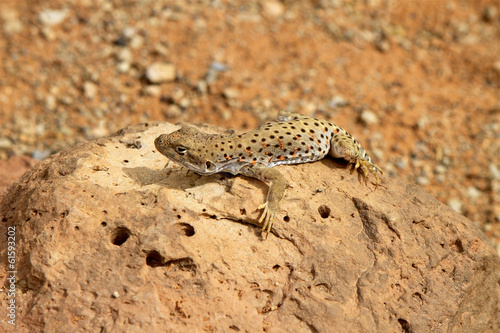Lézard moucheté , Arch national park, Arizona © fannyes