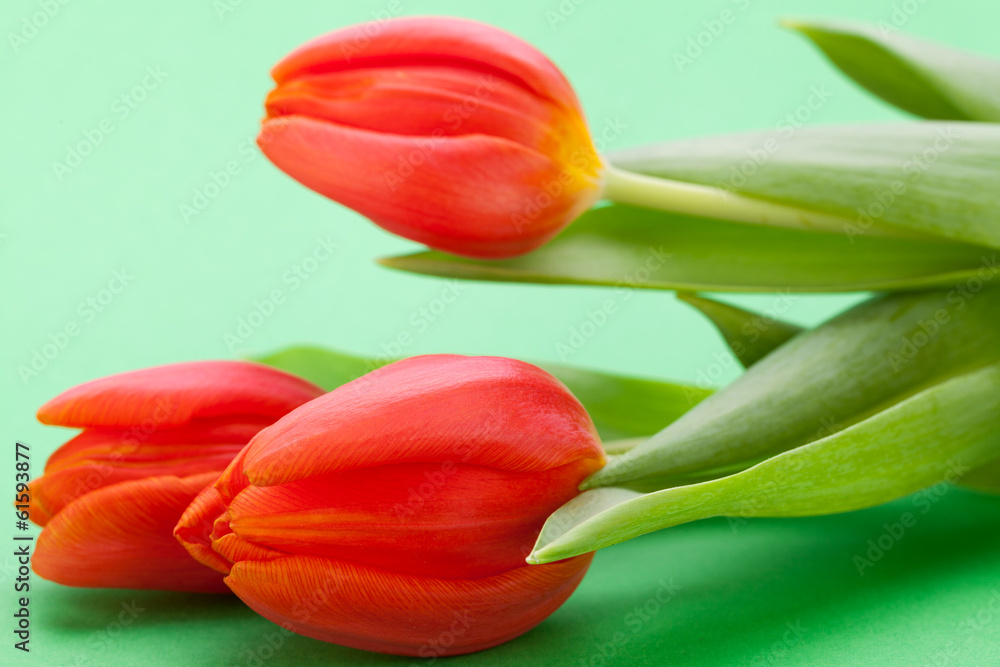 Schöne frische rote Tulpen als Blumenstrauß zu ostern und Vale Schöne frische rote Tulpen als Blumenstrauß zu ostern und Vale