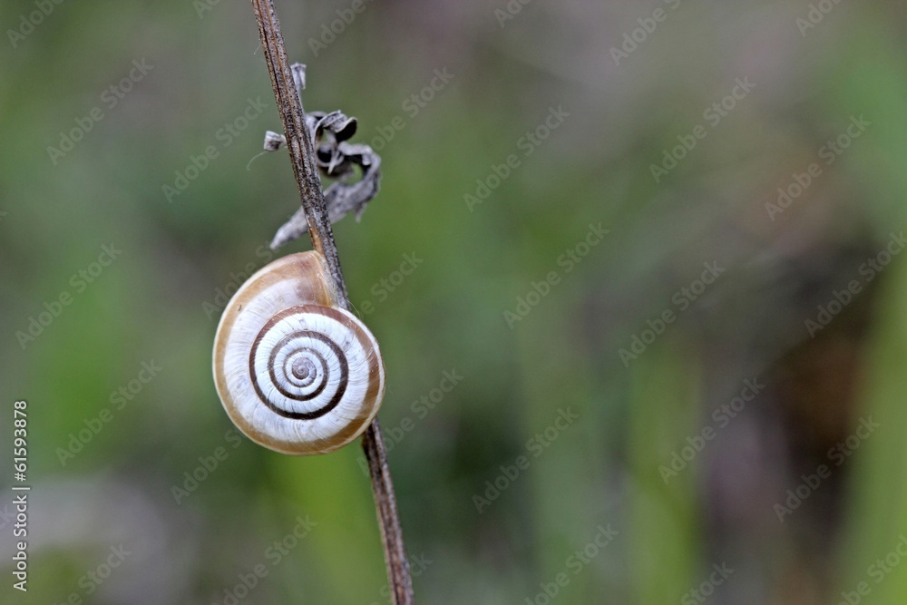 Westliche Heideschnecke am Dörnberg Westliche Heideschnecke am Dörnberg