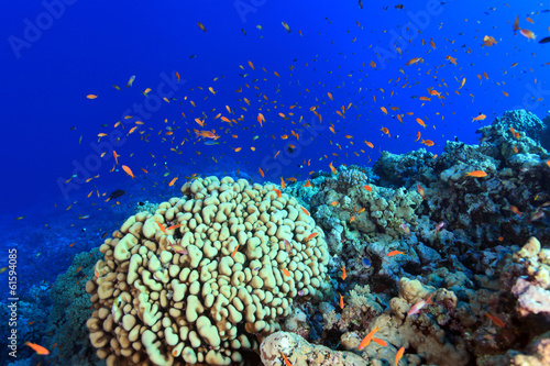 Coral reef and colorful fish in the red sea