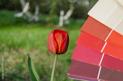 Fototapeta Naklejka Na Ścianę i Meble -  red tulip compared with color card palette