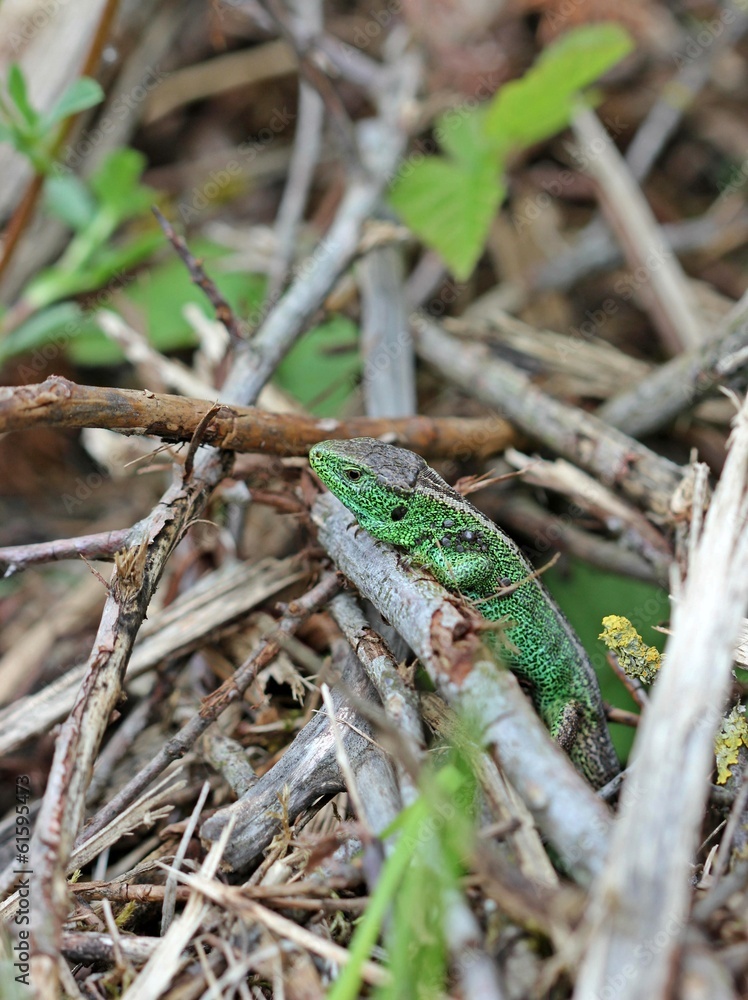 Männliche Zauneidechse (Lacerta agilis) am Dörnberg Männliche Zauneidechse (Lacerta agilis) am Dörnberg