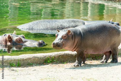 Baby hippopotamus at zoo closeup