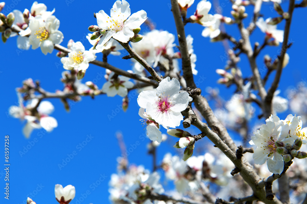 Almond tree Almond tree