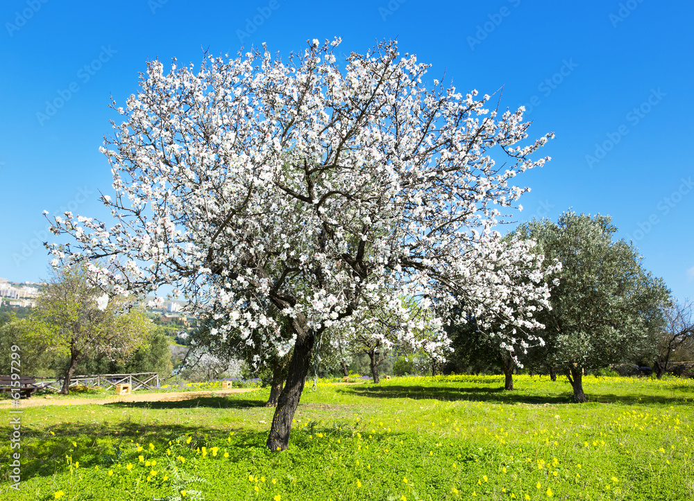 Obraz premium Almond tree