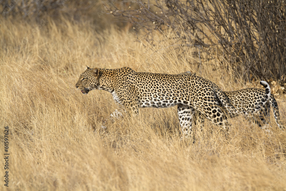 Obraz premium Leopard patrolling with cub