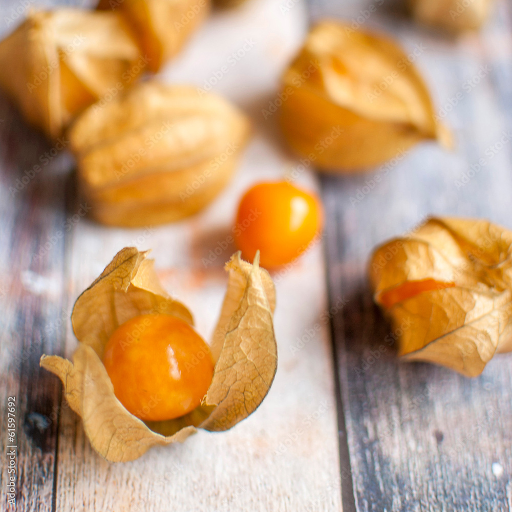 physalis physalis