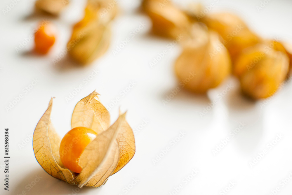 physalis physalis