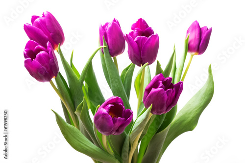 Purple tulips isolated on white background
