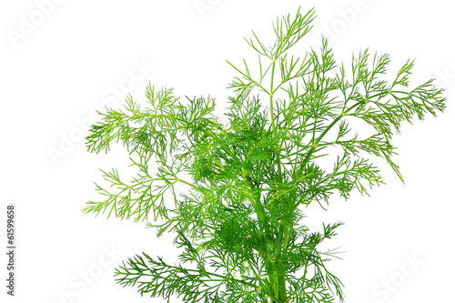 Fresh dill herb