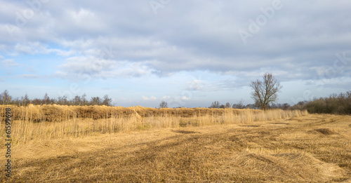 Reed bed with trees in winter
