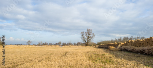 Fototapeta Naklejka Na Ścianę i Meble -  Bundled common reed on a field in winter