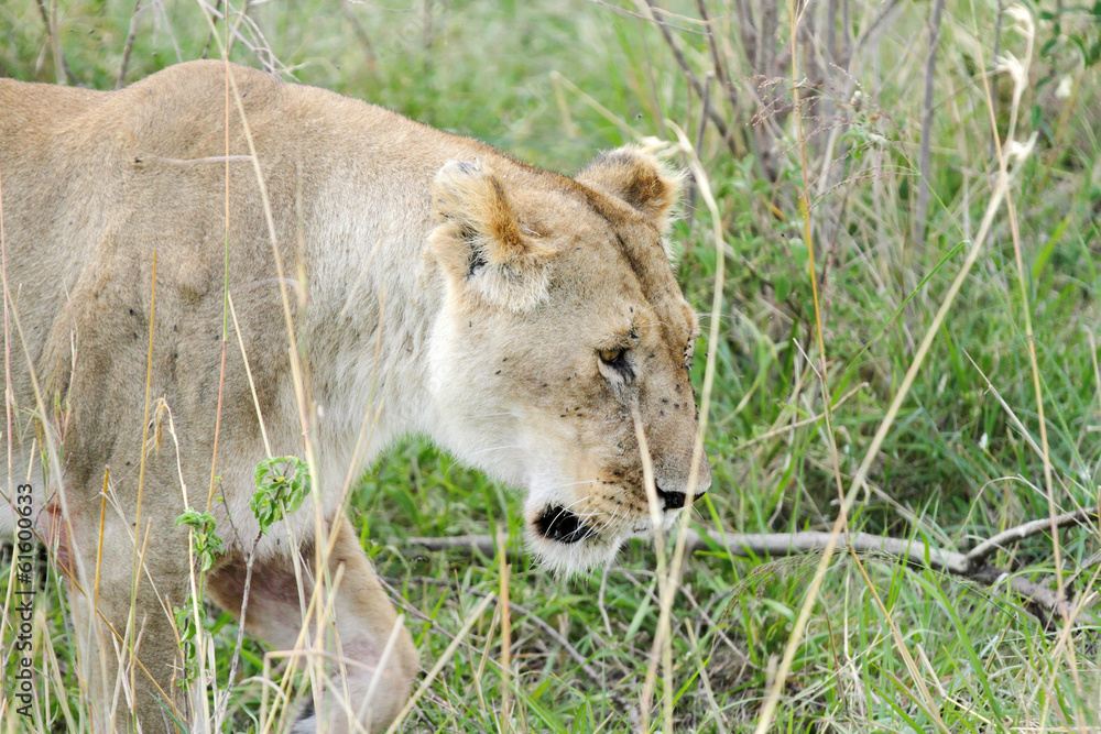 Fototapeta premium A beautiful portrait of lioness