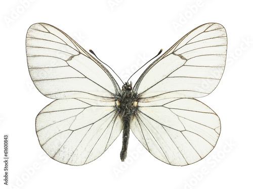 Schmetterling weiß