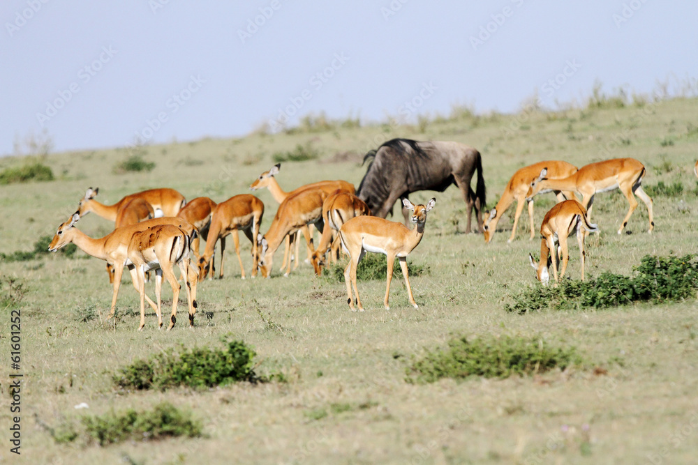 A herd on Impala and a wildebeest A herd on Impala and a wildebeest