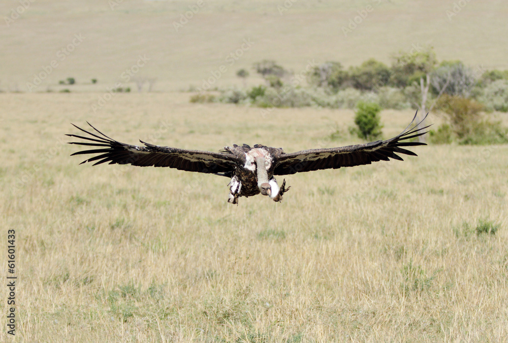 A African White-backed landing to site of animal remains A African White-backed landing to site of animal remains