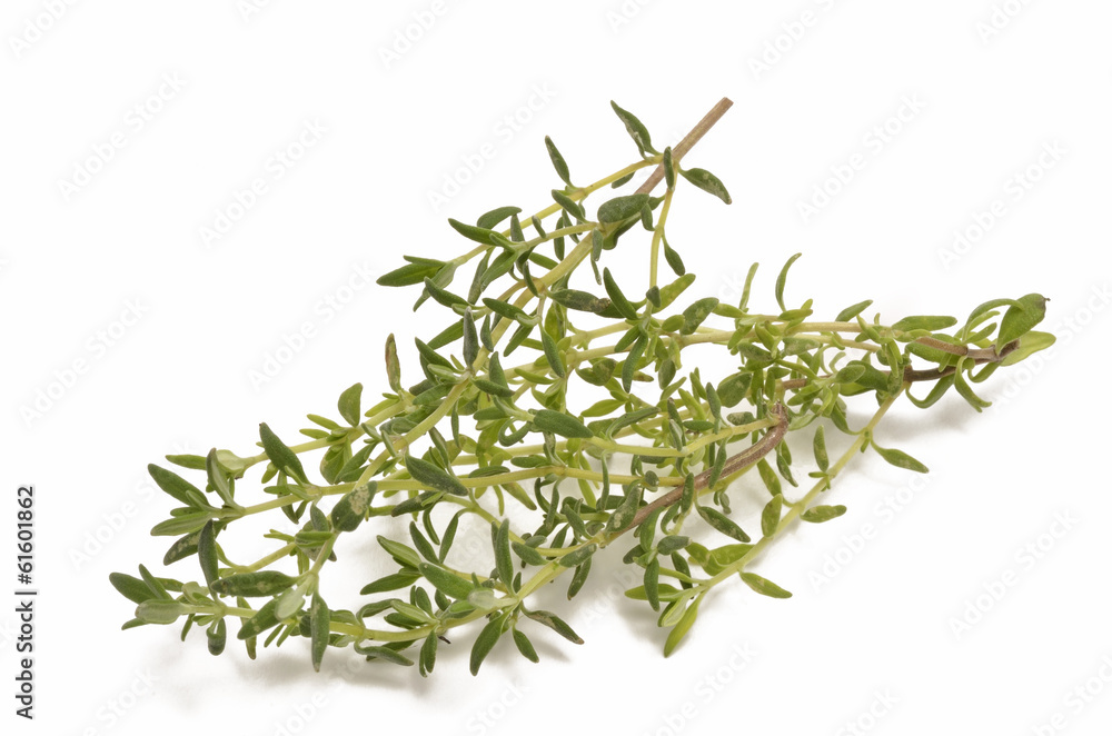 Thymian Thymian