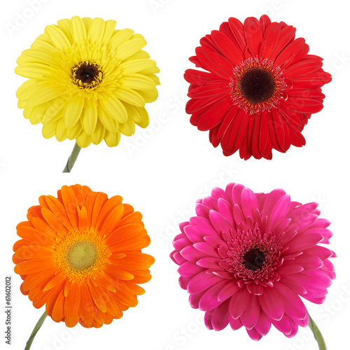 Set of Gerbera flowers. Hight res. Isolated on white