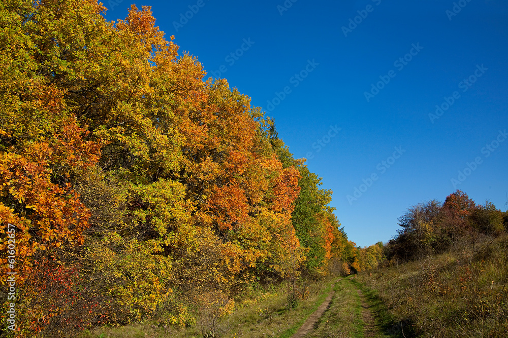 Dirty road along autumn forest