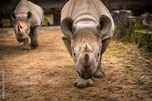 rhinoceros Fototapet
