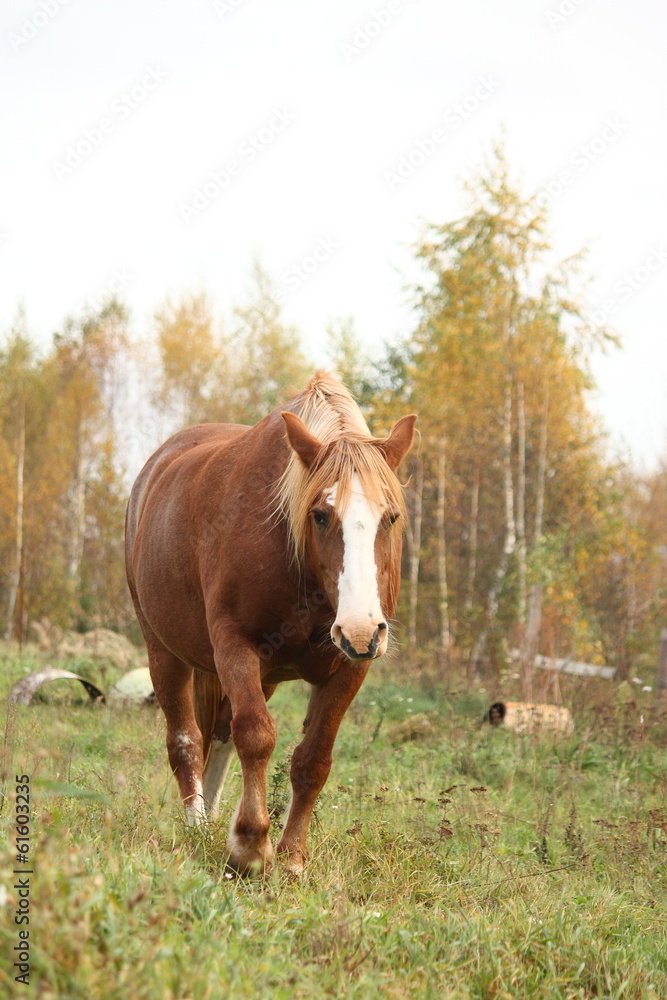 Fototapeta premium Palomino percheron at the pasture
