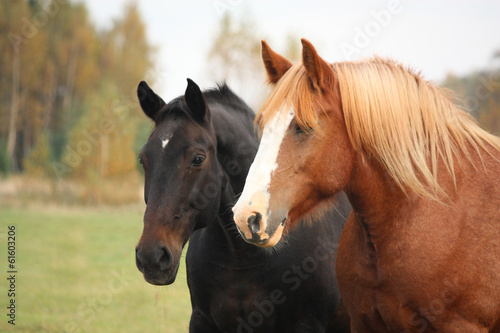 Two beautiful horses portrait in autumn