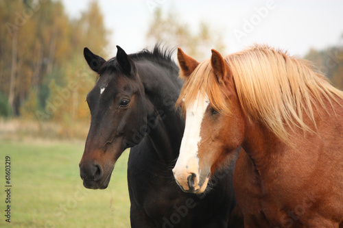 Fototapeta Naklejka Na Ścianę i Meble -  Two beautiful horses portrait in autumn