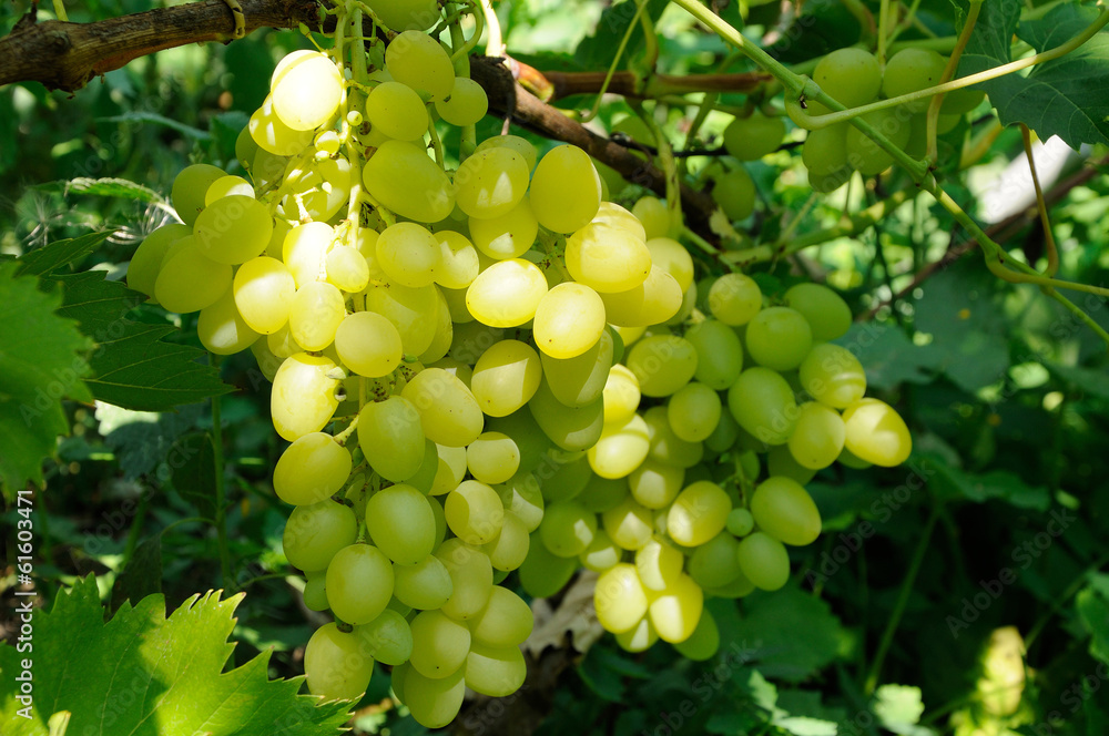 Growing branch of green grape in sunlight