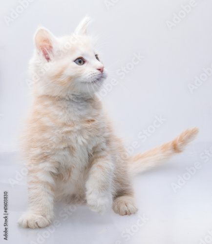 Maine Coon Cat © Andrei Starostin