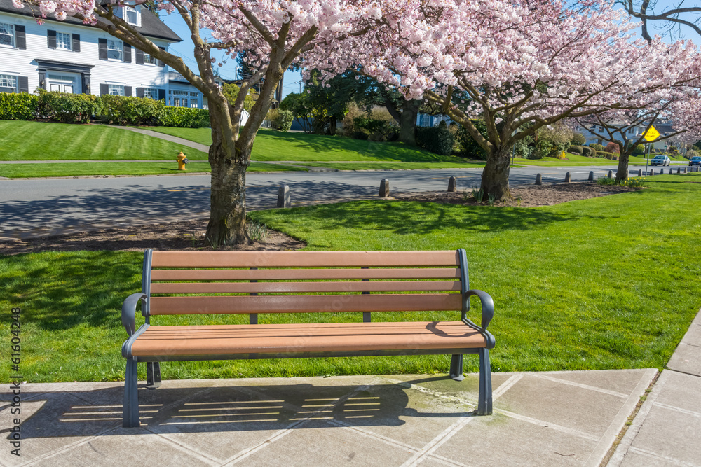 Park Bench Spring Blooming Cherry Trees Park Bench Spring Blooming Cherry Trees