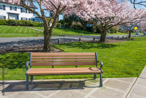 Park Bench Spring Blooming Cherry Trees