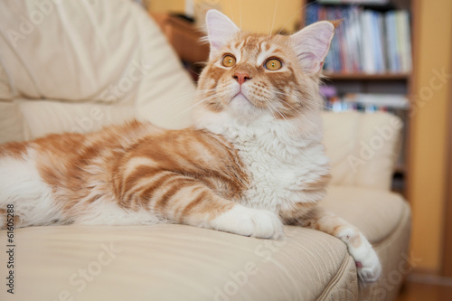 Wallpaper Mural Maine Coon Kitten Torontodigital.ca