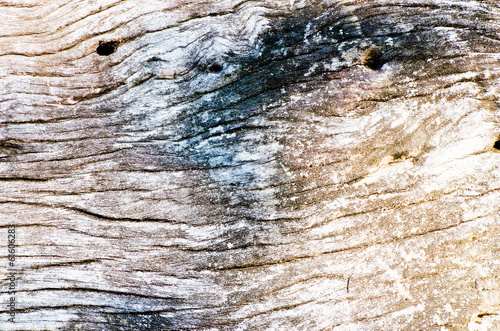 Very old big tree surface closeup