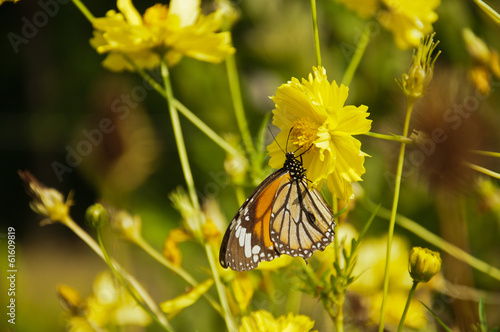 Butterfly perched on a yellow flower