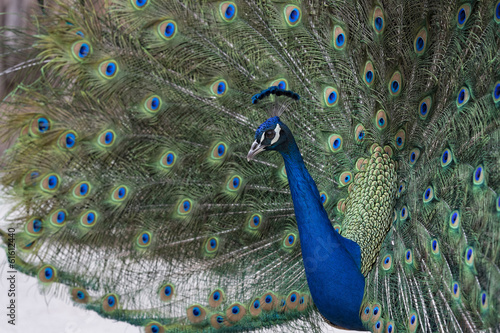 Peacock Showing off its Feathers