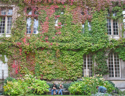 Vines of Carnavalet Courtyard photo