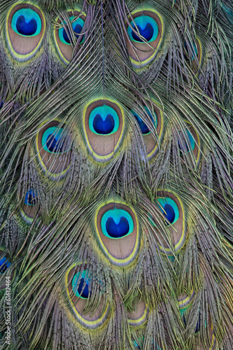 Peacock Feathers