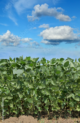 Agriculture, soy plant in field with blue sky and white clouds