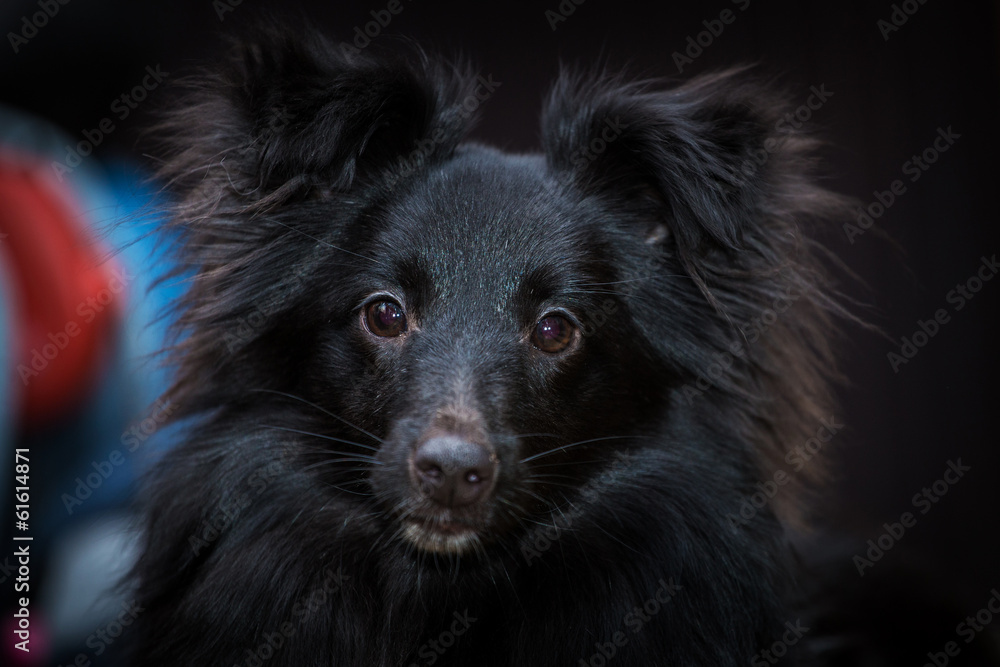 black dog black dog