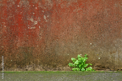 Hintergrund Wand mit Algen und Pflanze photo