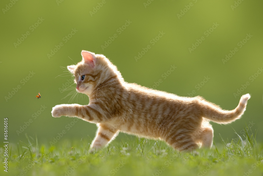 Obraz premium Junge Katze mit Marienkäfer, auf grüner Wiese