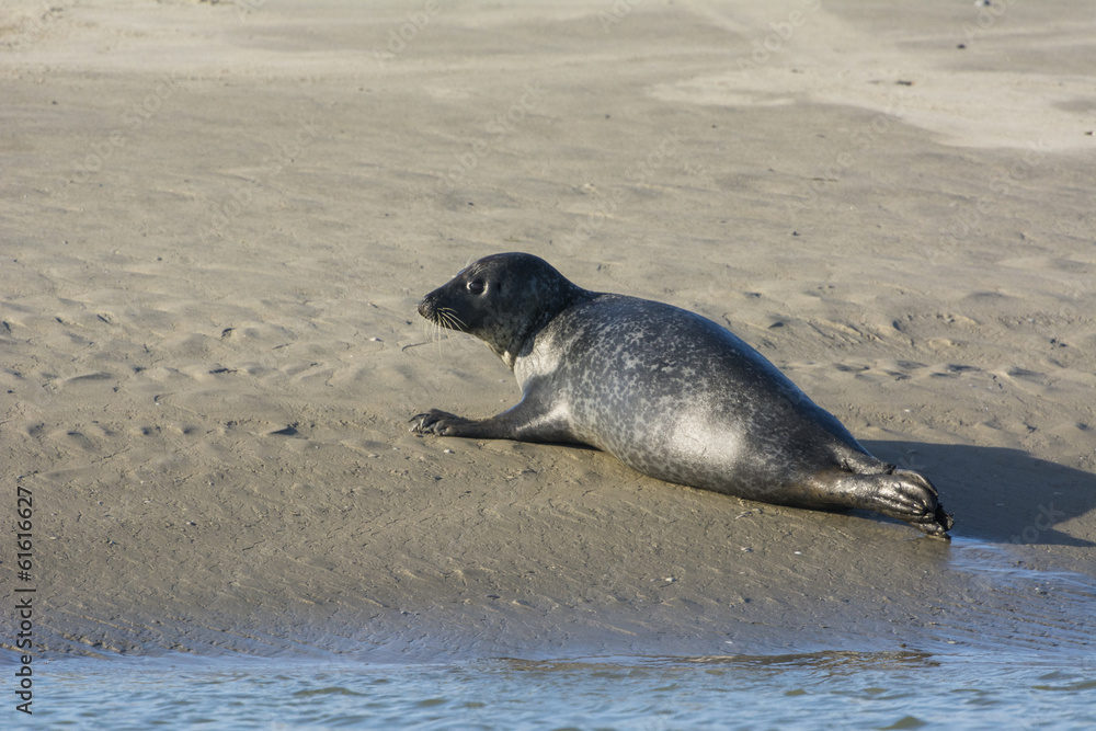 Obraz premium Les phoques de la côte Picarde en Baie d'Authie, à Berck-sur-m