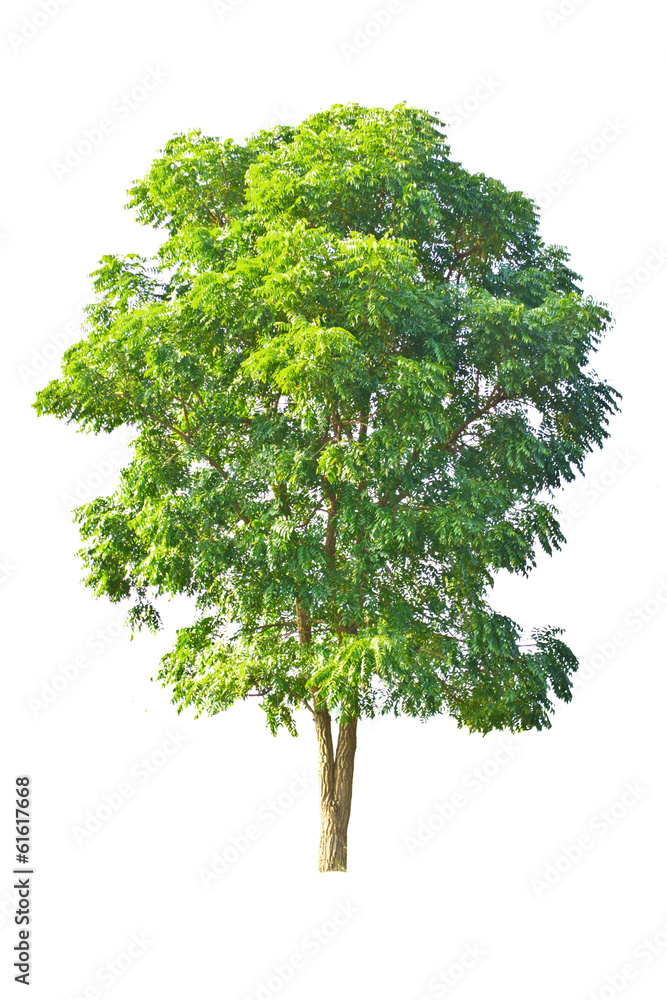 Fototapeta premium Tree isolate on a white background