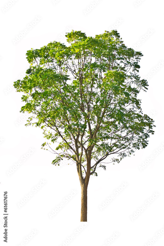 Obraz premium Tree isolate on a white background